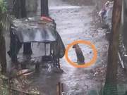 Strange, Do Rural Dogs Like to Get Soaked in the Rain?