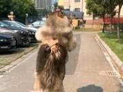 Woman Feels Pity When Seeing Owner Walking a Giant Dog: How Much Do You Weigh?