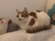 What is Play Therapy for Cats? How to Do It?