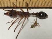 Born Killer Ants, Cut in Half and Still Fight, Like 'Zombies'