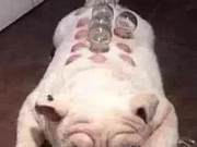 Woman Plans to Self-Fire Cupping, Tests on Dog Result in Marks and Laughter