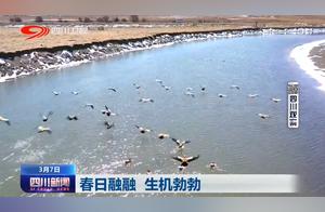 Sichuan News | Warm Spring Days, Vibrant Life Across the Regions
