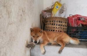 Netizen Raises Multiple Stray Dogs, They Take Turns on Patrol, 24-Hour 'Meat Dog' Surveillance
