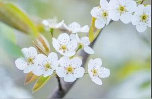 Bosai's 'Fragrant Flowers Bloom Overnight'