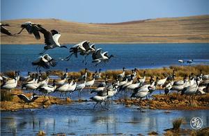 Zhaotong Dashanbao: Thousands of ‘Alpine Spirits’ Black-Necked Cranes Migrate North to Breeding Grounds