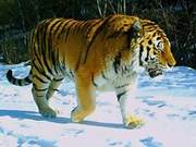 Black Dragon River Tapingou National Nature Reserve Discovers 4 Wild Siberian Tigers