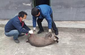 Crown Deer Enters Village, Bitten by Dog, Runs into Farmer's Home...