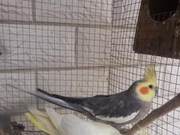Pet Sale - Qinzhou: Selling Two Pairs of Scarlet Macaws, 500 per Pair, with Cage and Breeding Box