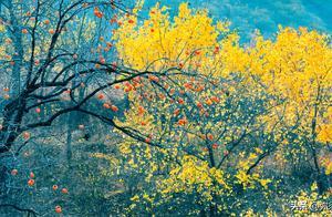 The Trees Describe the Scenery – The Beauty of the Original Ecological Villages of Yaoshan