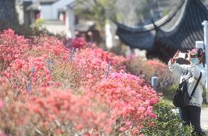 Nanjing’s Old Men Dong Street Adds Another Tourist Attraction: ‘Ipuan Red’ Flower Sea on Ming City Wall