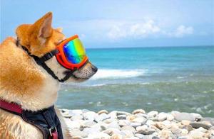 5 Things I Gave Up After Getting a Dog – Have You?