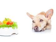 What vegetables are suitable for dogs to eat in the kitchen?