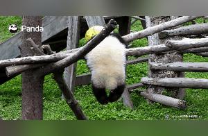 Panda Cub Dies After Being Strangled by Climbing Rope – Fans Blame Management Oversight!