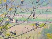 Slaty-Legged Falcon Spotted in Mengnuo Wetlands of Yunnan