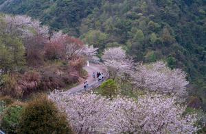 Hidden Cherry Blossom Spots in Ningbo That Locals Might Not Know, Perfect Timing to See the Bloom