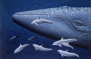 If you think the largest fish in the ocean is the blue whale, you're wrong, it's the largest fish species!