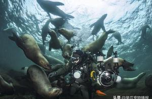 So Much Love! Photographer Surrounded by Sea Lion Army While Diving, Collective Cuteness Seeking a Photo Op