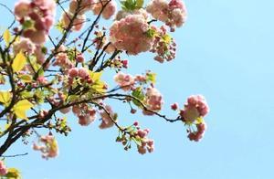 Visiting Flower Harbor, I unexpectedly encountered the ‘Three Stars’ of late-blooming cherry blossoms and the ‘Happy Iris’.