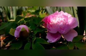Spring Rain Unfolds the Intoxicated White Peony