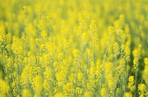 Nanxijiang Terraced Rice Paddies Oilseed Rape Flowers Have Bloomed! Let's Go 'Cloud-Based' Viewing!
