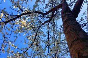 Enjoying the Flowers Doesn't Require Traveling Far; Benxi is Really a Good Place
