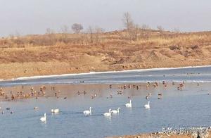 Swans in Jinzhou