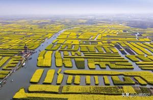 Thousand-Span Canola Fields in Taizhou, Jiangsu, in March – A Golden Dream
