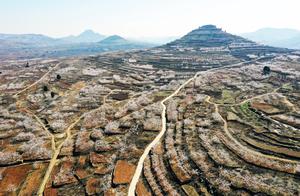 Spring Arrives in Qilu! Apricot Blossoms in Zhaozhou's Shanpo Village in Full Bloom