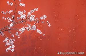Qin Yuan: The Most Beautiful March Days Ten Miles Along the Road