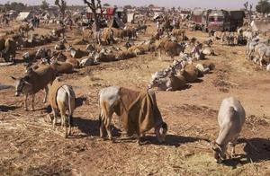American Tourists' Perspective on Rural India: 'Lots of Cows,' China Summarized in Three Words!