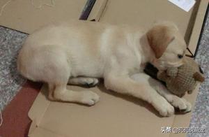 Labradors must have something in their mouth to feel secure, otherwise they are restless, seemingly lacking 'security'.
