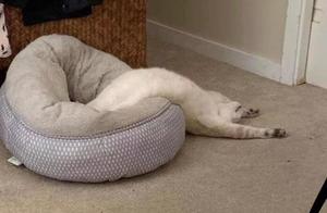 How Long Can a Cat's Body Really Be? These Photos Will Open Your Eyes