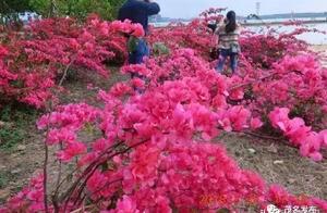 In March, the beautiful Haokelin Lake – Lilacs bloom brilliantly beside it, swaying joyfully in the wind!