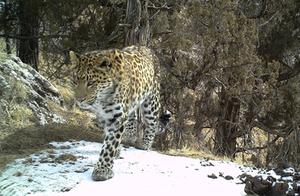 First Discovery! Snow Leopards and Golden Leopards Coexist in Three Gorges Area