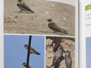 Yellow River Delta Birds – Cliff Swallow