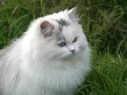 Pros and Cons of Cat Treats: Which Treats to Feed and Feeding Recommendations!