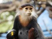 National List of First-Class Protected Animals No. 5 – Leaf Monkeys