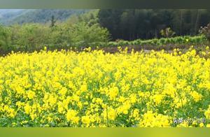 China's Green Paradise: Three Ming - The Bloom of Oilpea Flowers Brings Intense Spring Vibe