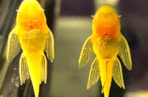 Cleaner Fish Family Suffering from a Disease: Treatment of Peppercorn Disease and Differentiation from White Spot Disease