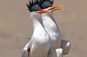 15 Bird Species, 15 Scenery Types