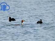 Rare! Various Birds Including Black Swans ‘Visited’ Airport
