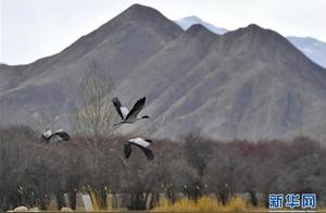 Litang: Crane Dance in Wetlands