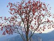 Wang Yupei: Planting Trees is Planting Trees (Essay)