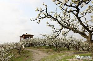 China's Green Paradise • Oxygen Three Ming (Xiamen): Blossoms Transform into a Sea, I Await Your Arrival!