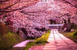 5 Trees That Will Captivate You – Including One in Xi'an