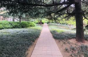Baihua Park is Now Shaded by Trees