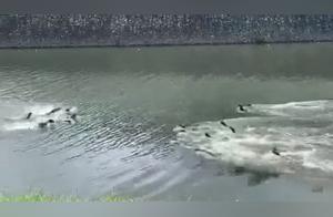 Let's Win or Lose! 22 Otters Argue and Rush Towards Each Other