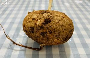 Sweet Potato is Not Sweet Potato: Raw or Cooked, the Flavors are Completely Different