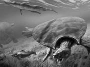 Prehistoric Giant Turtles Emerge from the Water