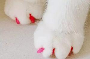 Once I Put Nail Caps on My Cat, It Will No Longer Scratch the Sofa!